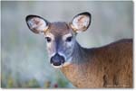 DeerDoe_BigMeadows_2024Oct_R5C01281