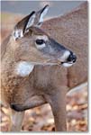 Deer_BigMeadows_2015Oct_D5A1974 copy