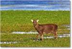 SikaDeer_ChincoNWR_2004Oct_Y2F2227