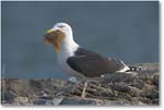 Greater Black-Backed Gull w Fish E0K0489