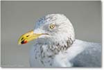 Herring-Gull-Winter-Barnegat-2005Jan-E0K0491