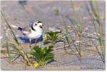 PipingPlover_Assateague_2023Jun_R5B10859 copy