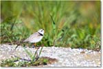 PipingPlover_ChincoNWR_2024Jun_R5A23518