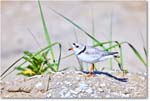 PipingPlover_ChincoNWR_2024Jun_R5A23603