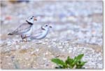 PipingPlover_ChincoNWR_2024Jun_R5A23660