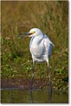 SnowyEgret_ChincoNWR-wll_2005Oct_E0K4722