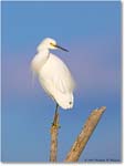 SnowyEgret_ChincoNWR_2004Oct1_FFT5737