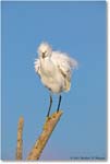 SnowyEgret_ChincoNWR_2004Oct1_FFT5759