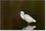 SnowyEgret_ChincoNWR_2004Oct1_FFT5793