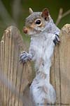 Squirrel_Virginia_2020Apr_3DXA3759