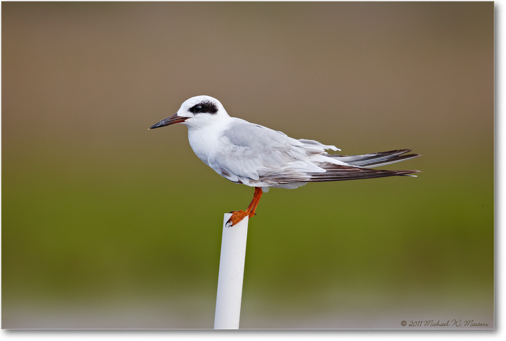 Forster'sTern-ChincoNWR-2011June_S3A7255