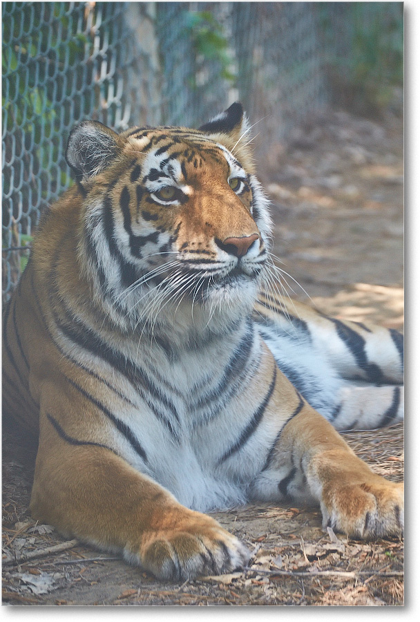 Tiger-RichmondZoo-2014May_2DXA0104 copy