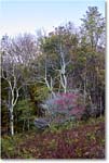 054-HazeltopRidgeOverlook_SkylineDrive_2021Oct_R5B05828