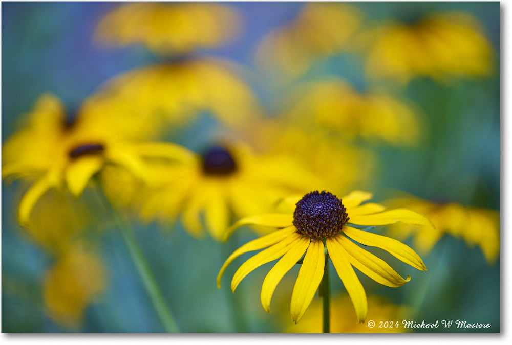 BlackeyedSusan_Backyard_2024Jul_R5A24452