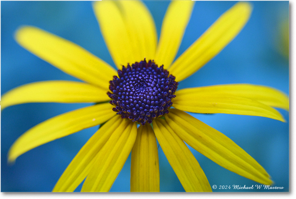 BlackeyedSusan_Backyard_2024Jul_R5A24456