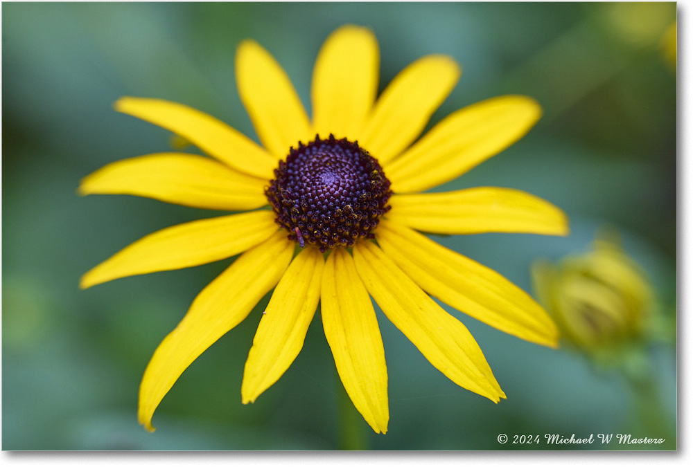 BlackeyedSusan_Backyard_2024July_24436