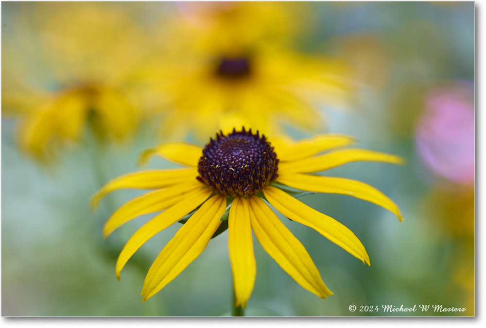 BlackeyedSusan_Backyard_2024July_24437