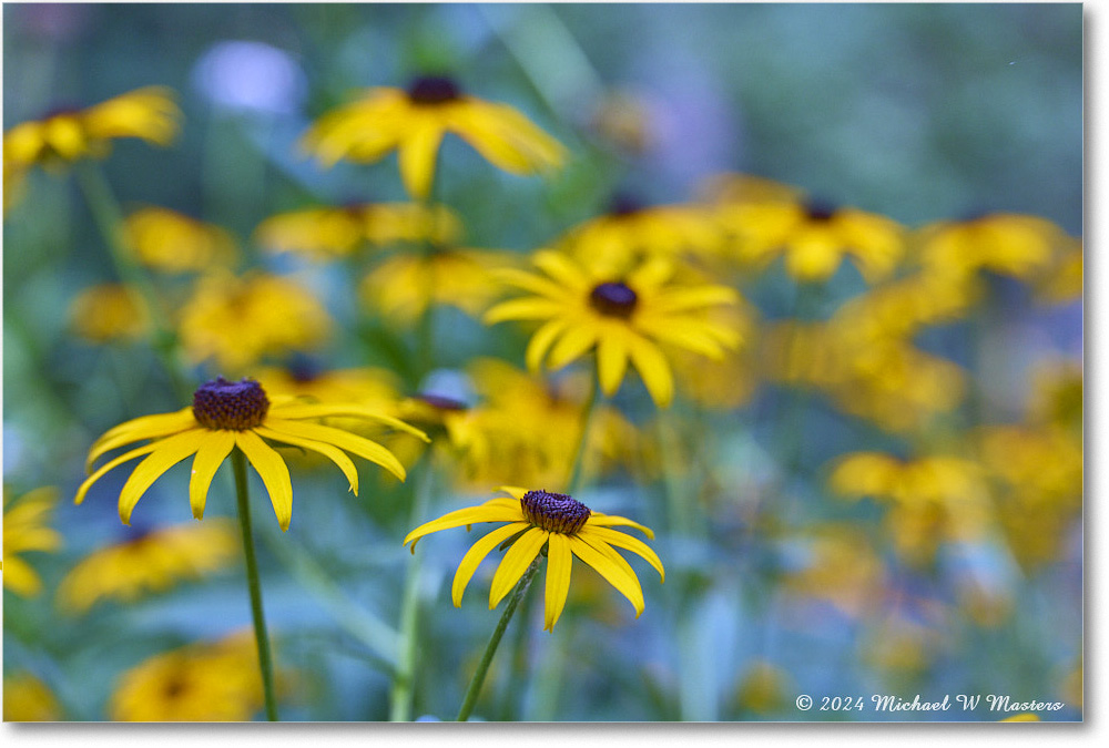 BlackeyedSusan_Backyard_2024July_24442