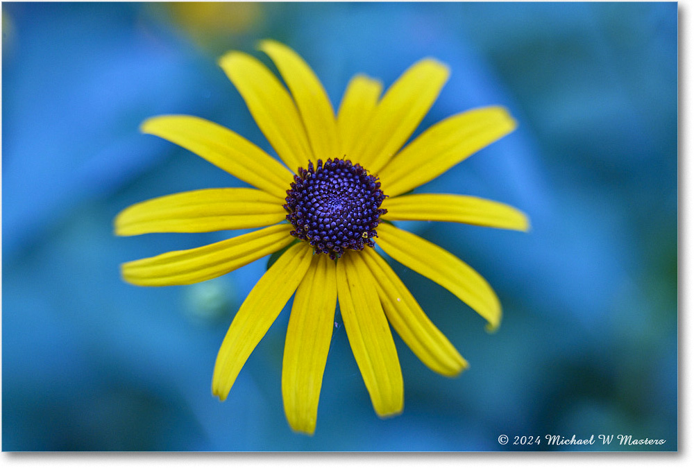 BlackeyedSusan_Backyard_2024July_24445