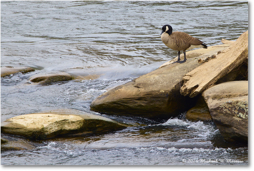 CanadaGoose_Rappahannock_2024Apr_R5A23074