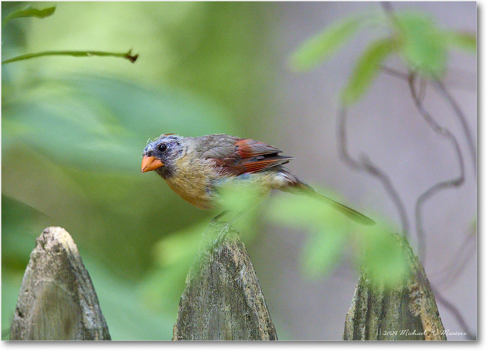 Cardinal_Backyard_2024Aug_R5C00229