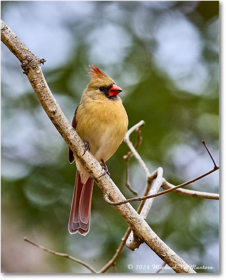 Cardinal_Backyard_2024Jan_R5A22636