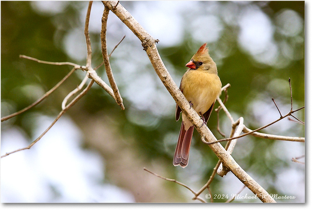 Cardinal_Backyard_2024Jan_R5A22640