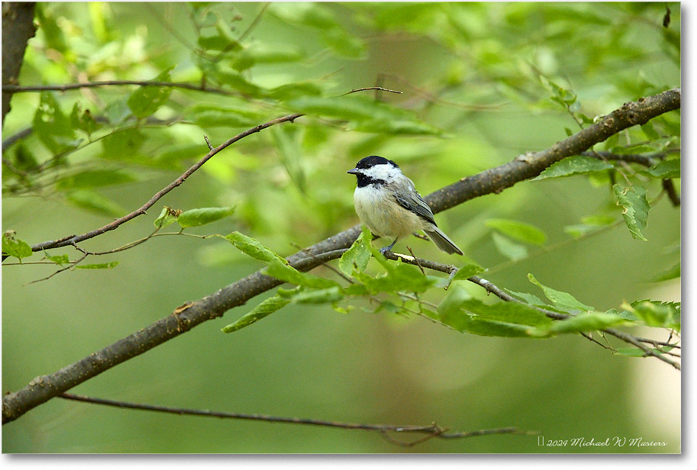 CarolinaChickadee_Backyard_2024Aug_R5C00535