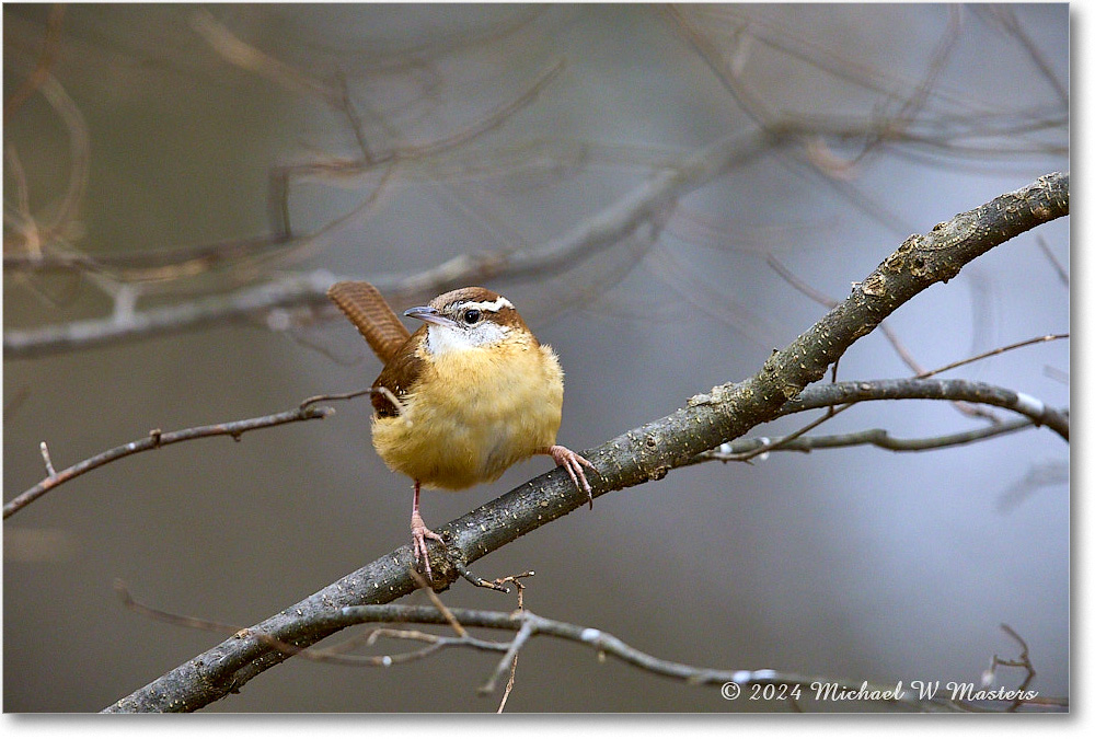 CarolinaWren_Backyard_2024Mar_R5A22911