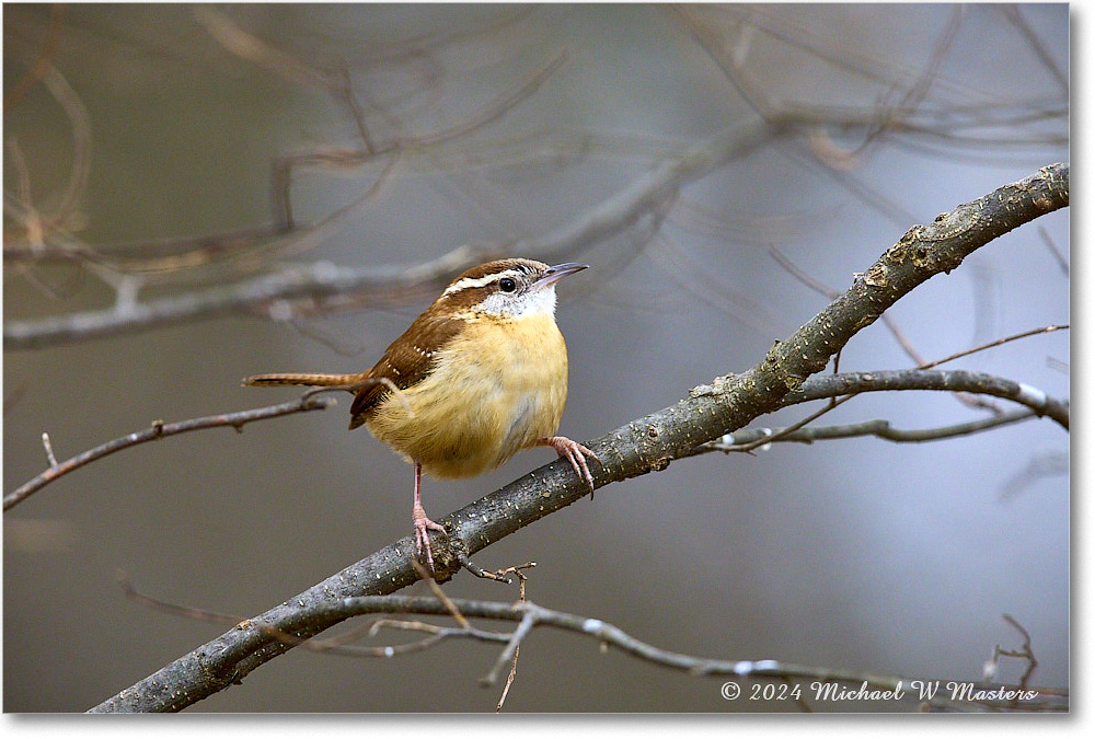 CarolinaWren_Backyard_2024Mar_R5A22916