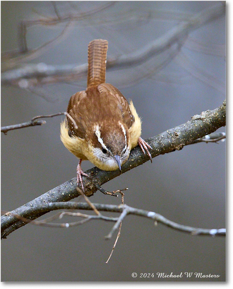 CarolinaWren_Backyard_2024Mar_R5A22917