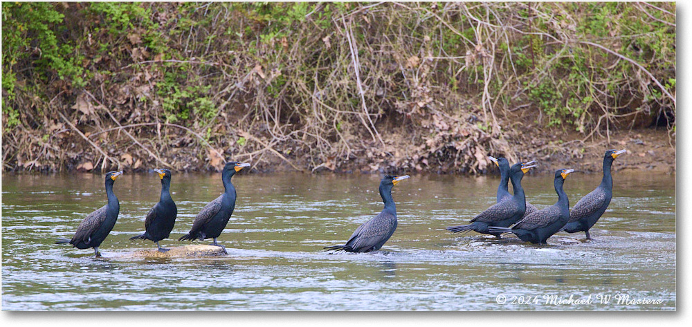 Cormorant_Rappahannock_2024Apr_R5A23083