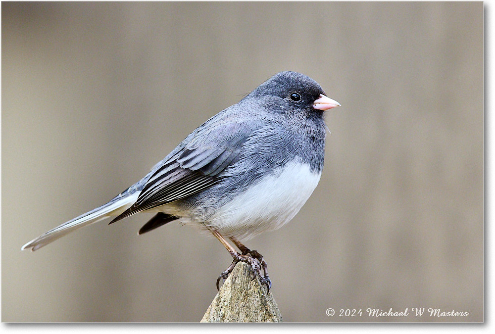 DarkeyedJunco_Backyard_2024Feb_R5A22750