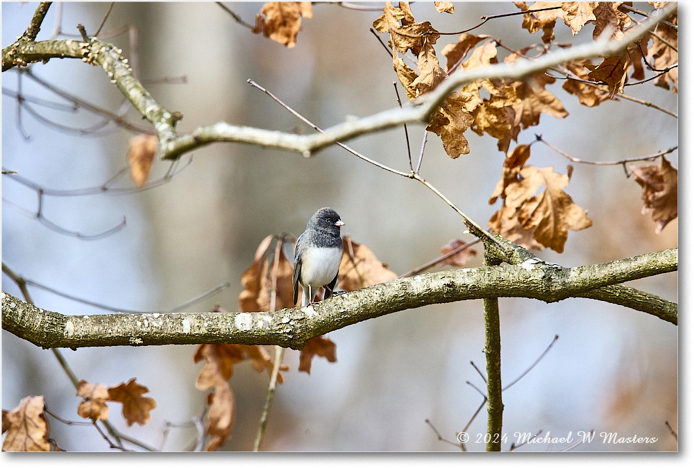 DarkeyedJunco_Backyard_2024Feb_R5A22756