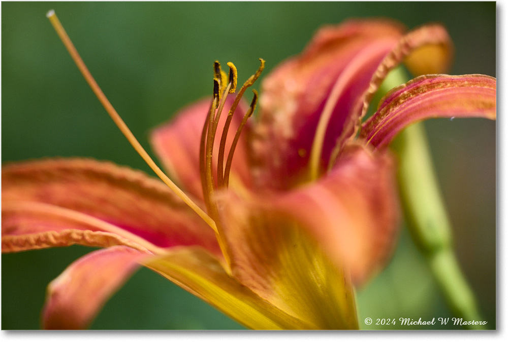 DayLily_Backyard_2024May_R5A23289