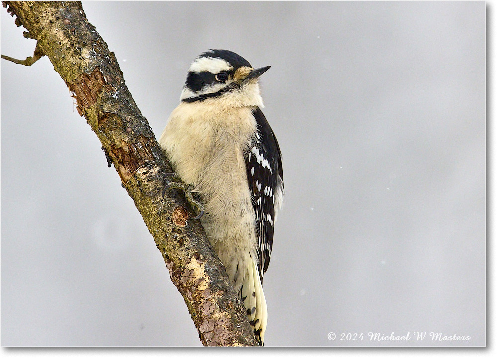 DownyWoodpecker_Backyard_2024Jan_R5A22585 1