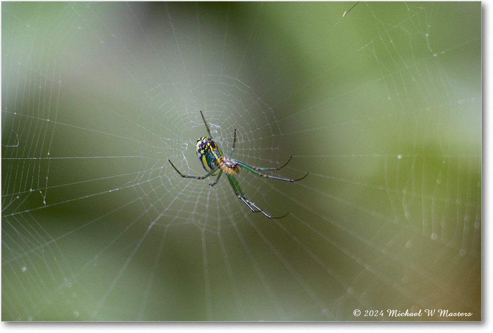 GardanSpider_Backyard_2024May_R5A23291