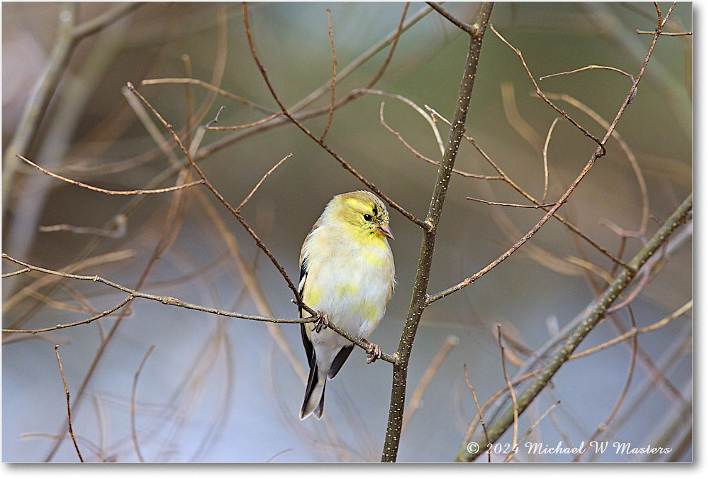 GoldFinch_Backyard_2024Mar_R5A22769