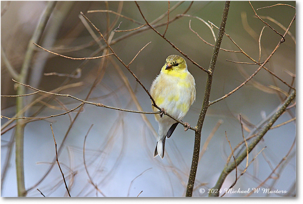 GoldFinch_Backyard_2024Mar_R5A22774