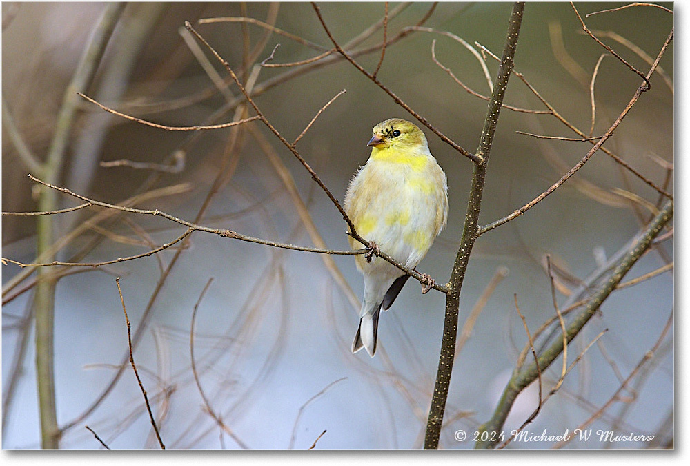 GoldFinch_Backyard_2024Mar_R5A22776