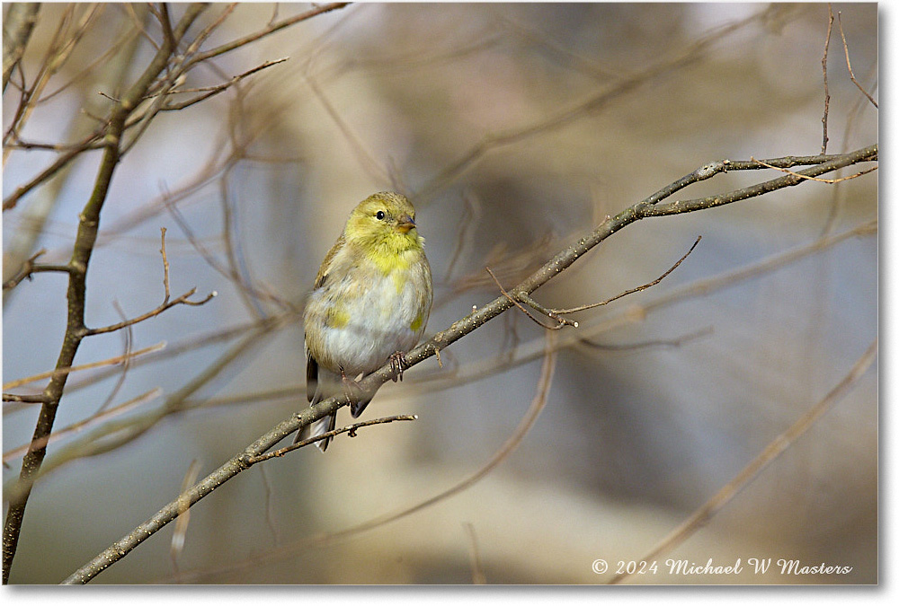 GoldFinch_Backyard_2024Mar_R5A22784