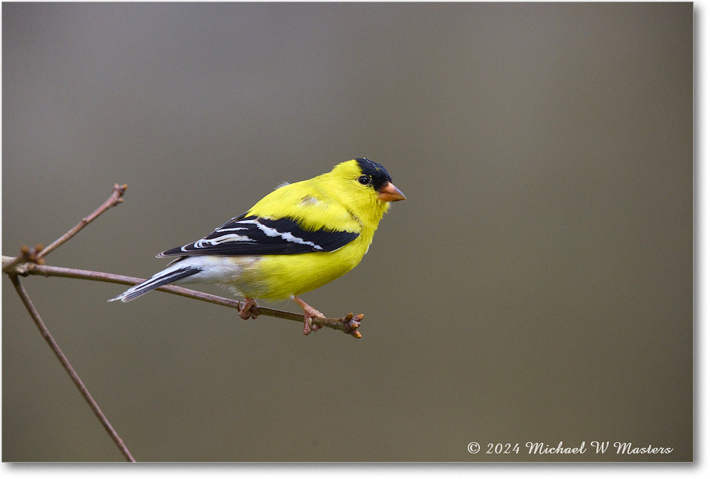 Goldfinch_Backyard_2024Apr_R5A22976