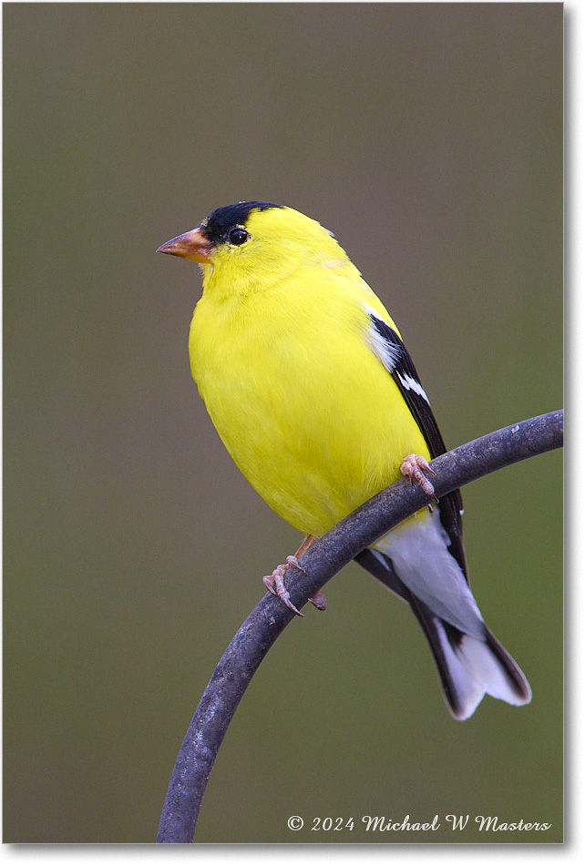 Goldfinch_Backyard_2024Apr_R5A22982