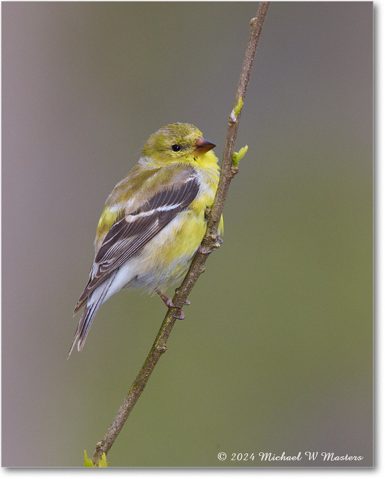 Goldfinch_Backyard_2024Apr_R5A23002