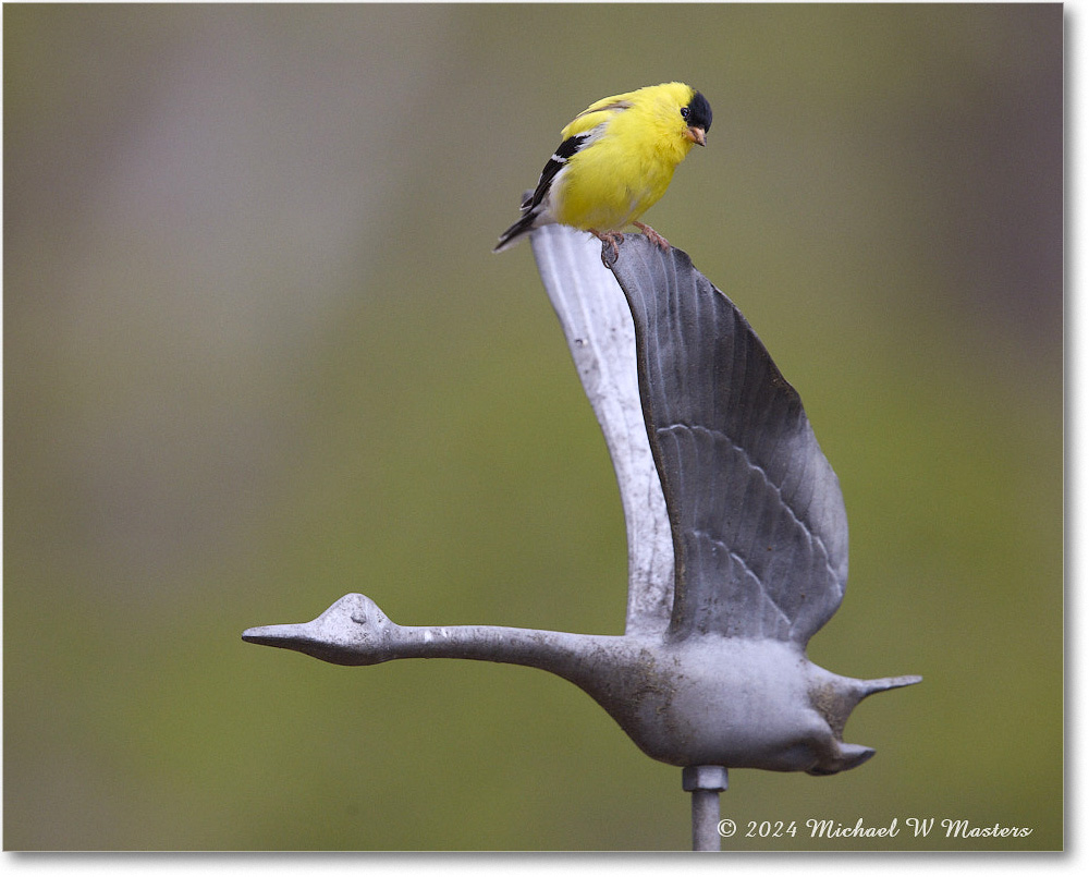 Goldfinch_Backyard_2024Apr_R5A23010