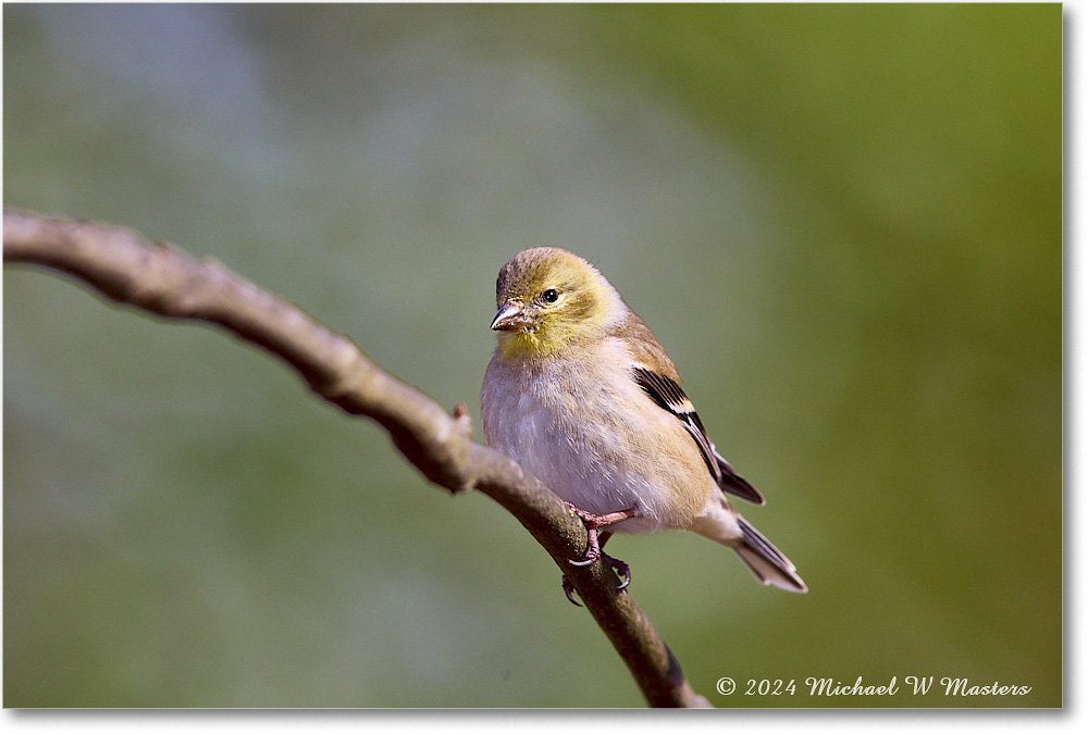 Goldfinch_Backyard_2024Feb_R5A22657