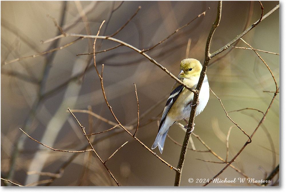 Goldfinch_Backyard_2024Feb_R5A22660