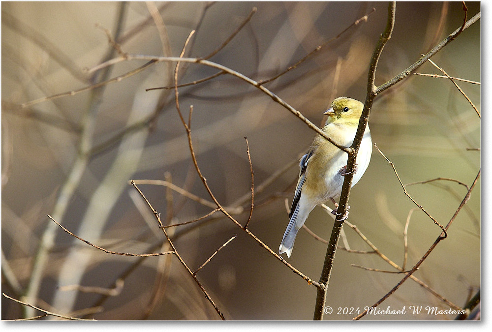 Goldfinch_Backyard_2024Feb_R5A22666