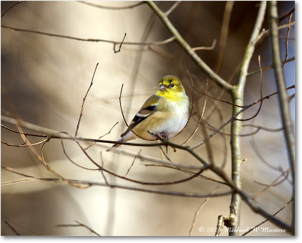 Goldfinch_Backyard_2024Feb_R5A22671