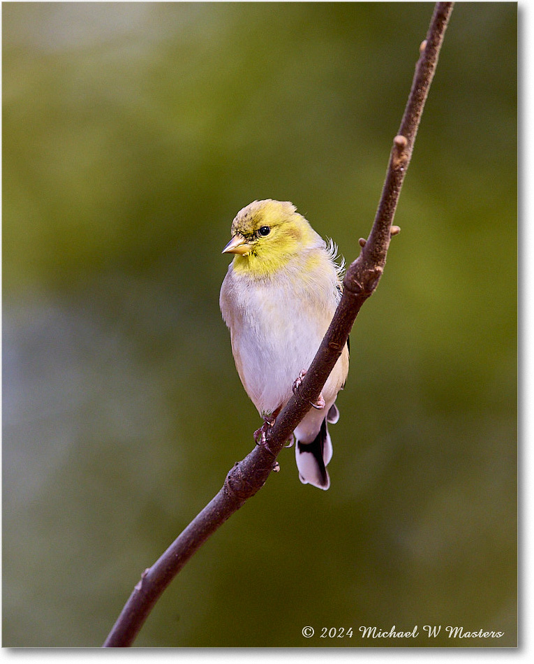 Goldfinch_Backyard_2024Feb_R5A22703